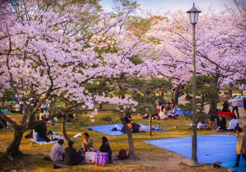 Mùa xuân đến Hàn Quốc ngắm hoa anh đào đẹp như cổ tích